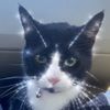 glittercattime
